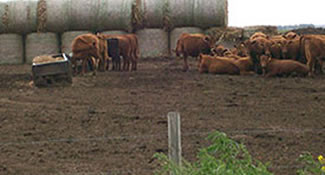 hay for cattle